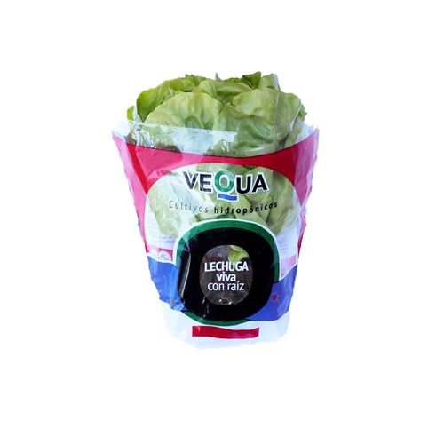 Lechuga Manteca Hidroponica Vequa
